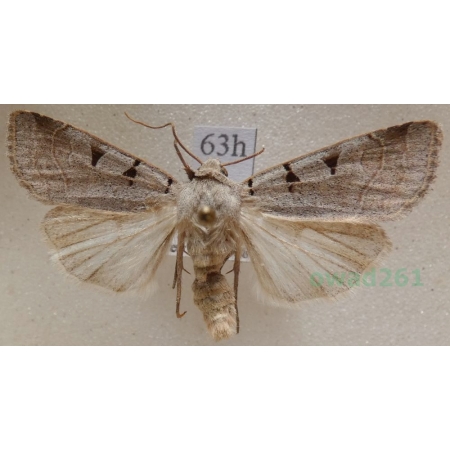 Eugnorisma glareosa (Esper, 1788) Czech63h